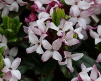 Super glossy deep green foliage and fabulously scented pale pink flowers.